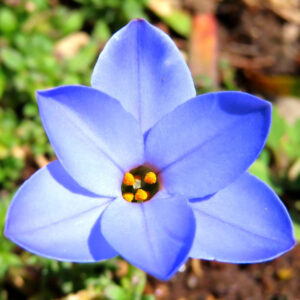ハナニラの春に咲く星形花を撮影した花写真