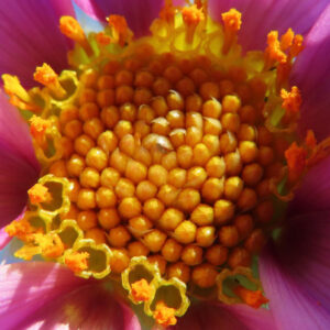 コウテイダリアの黄色い花芯を極限まで接写した写真。蜜を含むような光沢と花粉の鮮やかなオレンジ色が際立ち、生命力を感じさせるディテールが印象的。