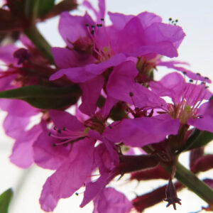 ミソハギの禊萩の紫花を撮影した花写真