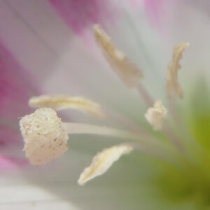 ヒルガオの花の雄しべを極端な接写で撮影した写真。白い花粉が付いた雄しべの細かな質感と周囲の淡いピンクと白の花びらのグラデーションを捉えたマクロ画像