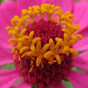 ヒャクニチソウの長く咲くジニアを撮影した花写真