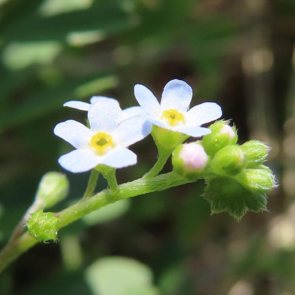 キュウリグサが青い花を咲かせています