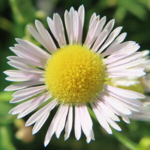 ヒメジョオンの黄色い花芯と薄紫の花びらを捉えた写真（拡大・明るめ）