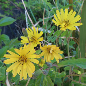 ジシバリの黄色い花が群れて咲く様子を撮影した写真。4輪の花と複数のつぼみが緑の草むらの中で鮮やかに映える春の野草のクローズアップ