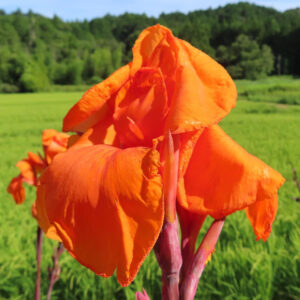 夏の田園風景に咲く鮮やかなオレンジ色のカンナの花のクローズアップ写真