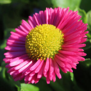 デイジーの太陽の目と呼ばれた花を撮影した花写真