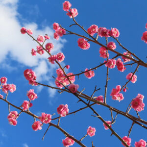 ウメの早春に香る梅を撮影した花写真