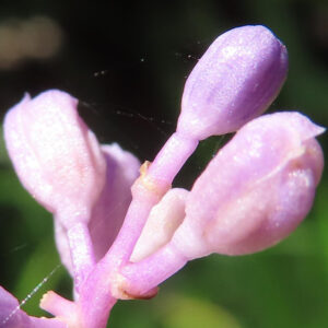 ヤブランのつぼみをマクロで撮影した写真｜淡い紫色の蕾が並ぶ夏の林床植物の接写
