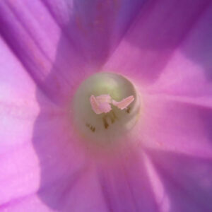 ノアサガオの花の中心部を接写し、雄しべと花粉を鮮明に捉えたクローズアップ写真
