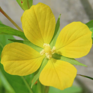 ヒレタゴボウの花を真上から接写した写真｜4枚の鮮やかな黄色い花弁が十字状に開き、中心の淡黄色の雌しべと白っぽい雄しべ、緑色の萼がはっきり確認できる野草のマクロ撮影