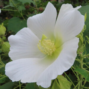 白いフヨウの花を斜め上から撮影した写真で、やわらかく重なり合う白い花びらと淡い黄緑色の花芯、周囲の緑の葉が自然な背景として写り込む構図