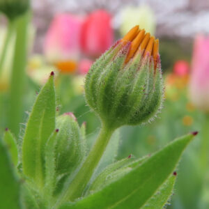 ヒメキンセンカの冬知らずの橙花を撮影した花写真