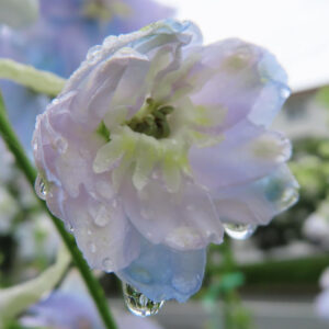 雨に濡れた薄紫色のデルフィニウムの花びらと花芯を接写した写真