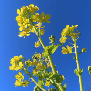 青空に向かって伸びるナノハナの花を下から見上げた構図の写真