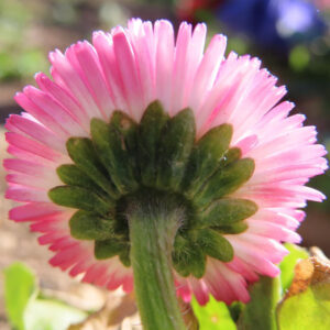 デイジーの太陽の目と呼ばれた花を撮影した花写真