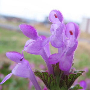 ホトケノザの仏の座に似た葉の春野草を撮影した花写真