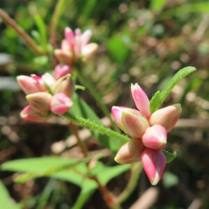 ミゾソバの花芽をマクロ撮影した写真。淡い黄白色から紅色へとグラデーションする複数のつぼみが星状に集まり、産毛のある緑の茎と葉に支えられて自然の草地で写されている。
