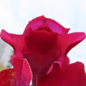 キンギョソウの口元の花形を撮るポイントを撮影した花写真