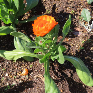 キンセンカの金盞花を撮影した花写真
