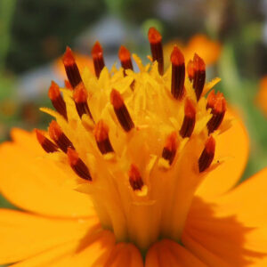 キバナコスモスの花芯をクローズアップで撮影した写真｜黄色い雄しべと赤い先端が際立つディテール