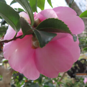 サザンカの花を裏側から捉えたクローズアップ写真。淡いピンク色の花びらと重なる濃緑の葉、枝との接点が見え、背景の庭がやわらかくぼけた自然な構図のサザンカ。