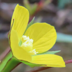 ヒレタゴボウの花を横から接写した写真｜黄色い4枚の花弁がカップ状に開き、中心の淡黄色の雌しべと白い雄しべ、緑色の萼と赤みのある細い茎が分かる野草のマクロ撮影