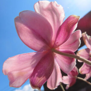 シュウメイギク（秋明菊）の花を下から見上げる構図で撮影した写真。青空を背景に、逆光で透ける淡いピンク色の花びらと花脈の質感が際立つ一輪の接写。