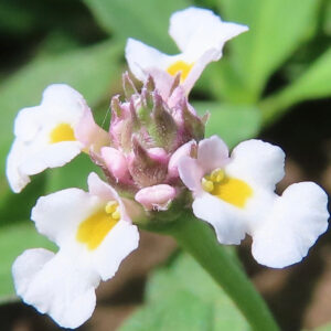 クラピアの蕾と白い花が混ざった開花直前の接写写真｜黄色のアクセントが映える