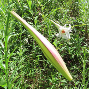 タカサゴユリ（高砂百合）の蕾と咲いた白い花を背景に収めた写真｜緑の草地に映える夏のユリ