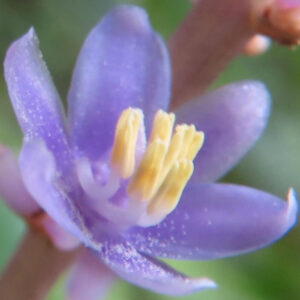 ヤブランの紫色の小さな花を超接写で撮影した写真｜黄色い雄しべが中央に立つ秋の草花のマクロ写真
