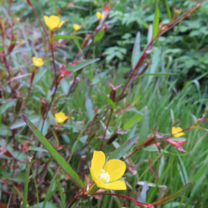 ヒレタゴボウの群生の中で咲く一輪の花を撮影した写真｜赤みのある茎と細長い葉の間に、黄色い4枚の花弁と白い雄しべが目立つ野草の自然風景マクロ撮影