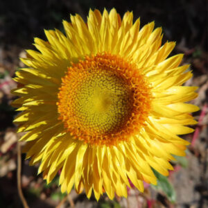 ムギワラギクの帝王貝細工を撮影した花写真