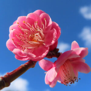 ウメの早春に香る梅を撮影した花写真