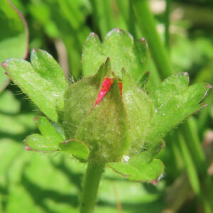 ヘビイチゴの黄色い花を撮影した花写真