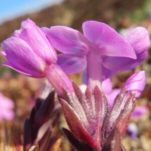 シバザクラの芝のように広がる春の花じゅうたんを撮影した花写真
