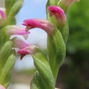 ネジバナのピンク色の花を接写したマクロ写真｜らせん状に咲く小花の細部と透明感ある花弁が美しく映る構図