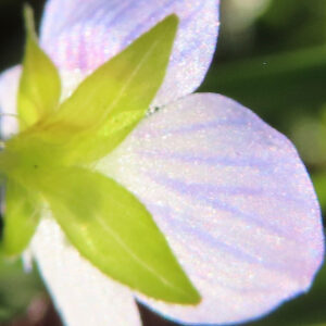 オオイヌノフグリの星の瞳と呼ばれる青い春花を撮影した花写真