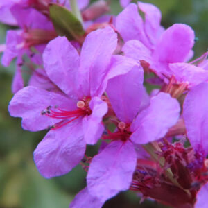 ミソハギの禊萩の紫花を撮影した花写真