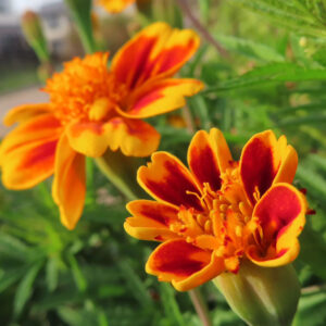 赤と黄色の花びらが鮮やかなマリーゴールドが並んで咲く写真｜夏の庭を彩る花