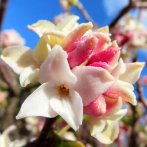 ジンチョウゲの春に香る沈丁花を撮影した花写真