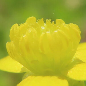キツネノボタンの黄色い花芯をクローズアップしたマクロ写真