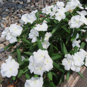 白いニチニチソウが鉢植えに群生して咲く写真