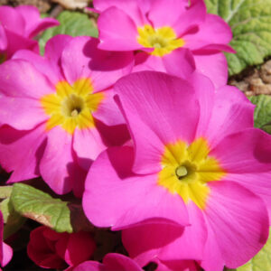 プリムラの春を告げる花を撮影した花写真