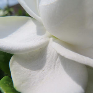 クチナシの花びらの質感を捉えた接写写真
