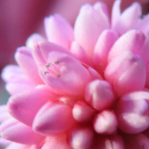 ヒメツルソバの花をマクロ撮影した写真。ピンク色の小花が密集して咲き、繊細な蕾と花粉が柔らかい光の中で際立つ。