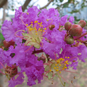 紫色のサルスベリの花をクローズアップ撮影、黄色い雄しべと赤いつぼみが際立つ夏の花の写真