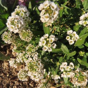 アリッサムの甘く香る小花を撮影した花写真