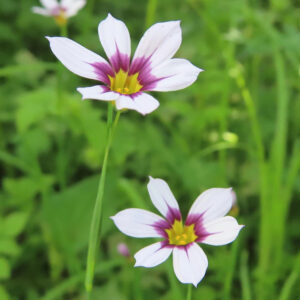 二輪のニワゼキショウが並んで咲く春の野草の様子