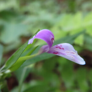 ハグロソウの花の接写写真｜紫色の花弁が横に広がり緑の葉に寄り添う姿