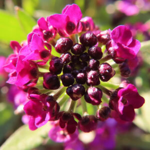 アリッサムの甘く香る小花を撮影した花写真